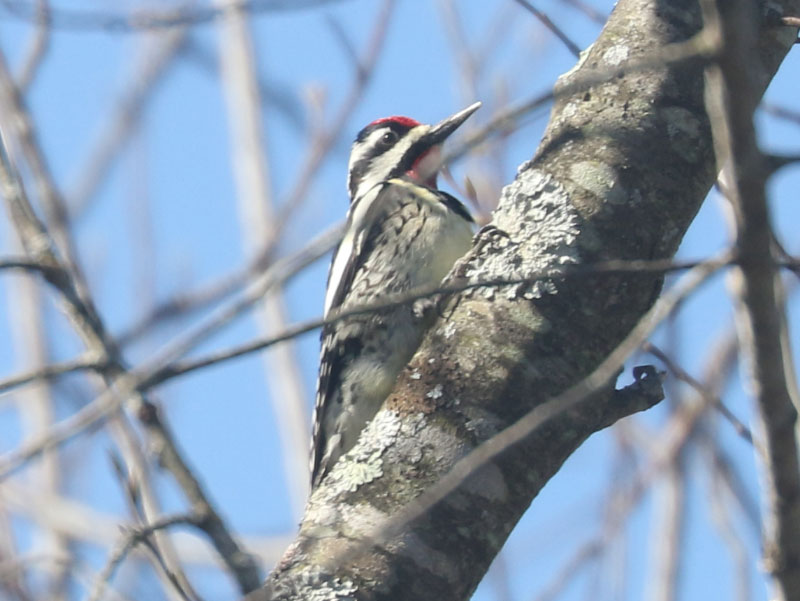 Mystery bird to be identified