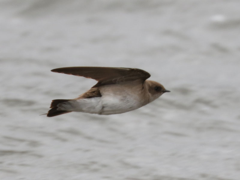 Mystery bird to be identified