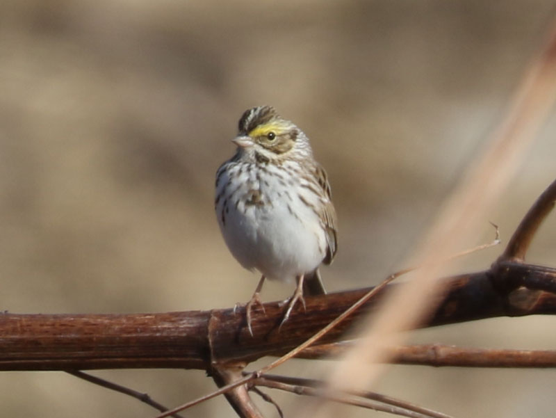 Mystery bird to be identified
