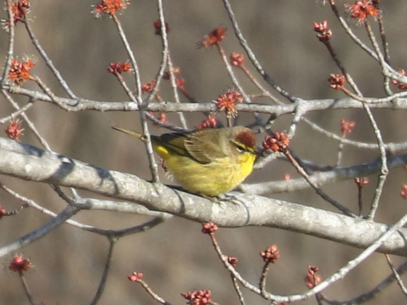 Mystery bird to be identified