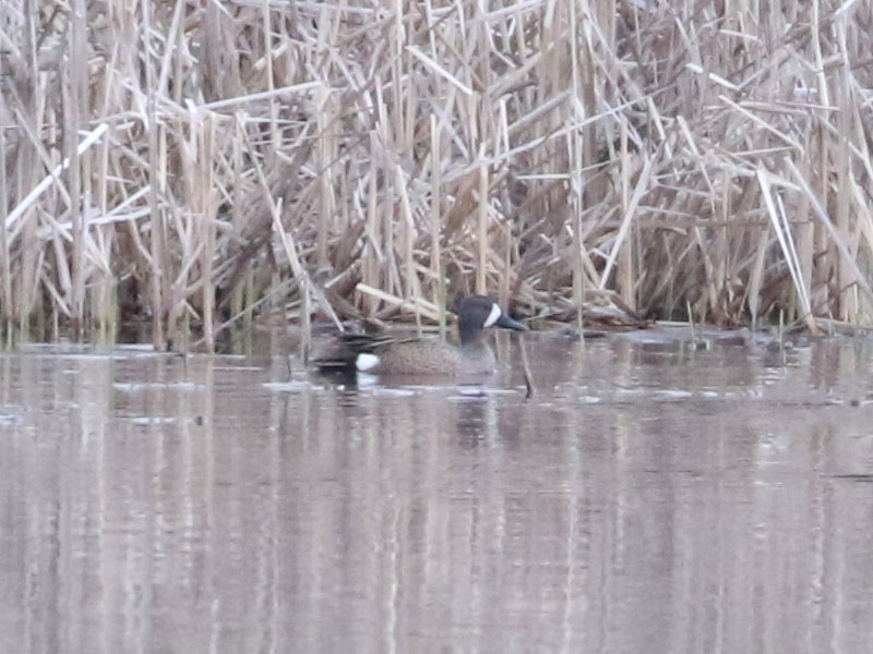 Mystery bird to be identified