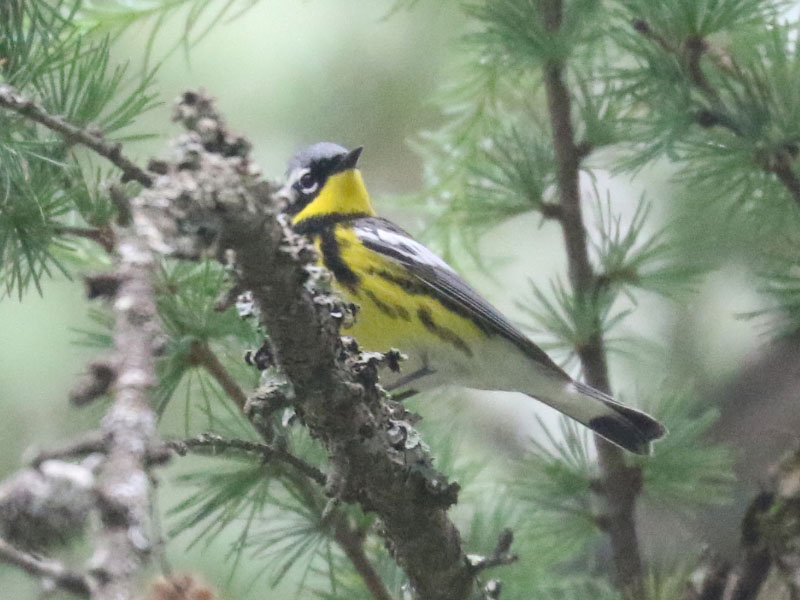 Mystery bird to be identified