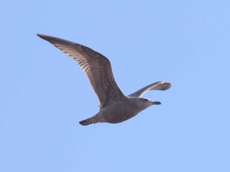 Mystery bird to be identified