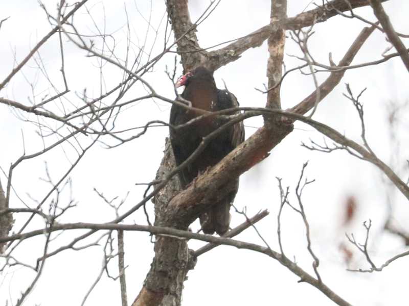 Mystery bird to be identified