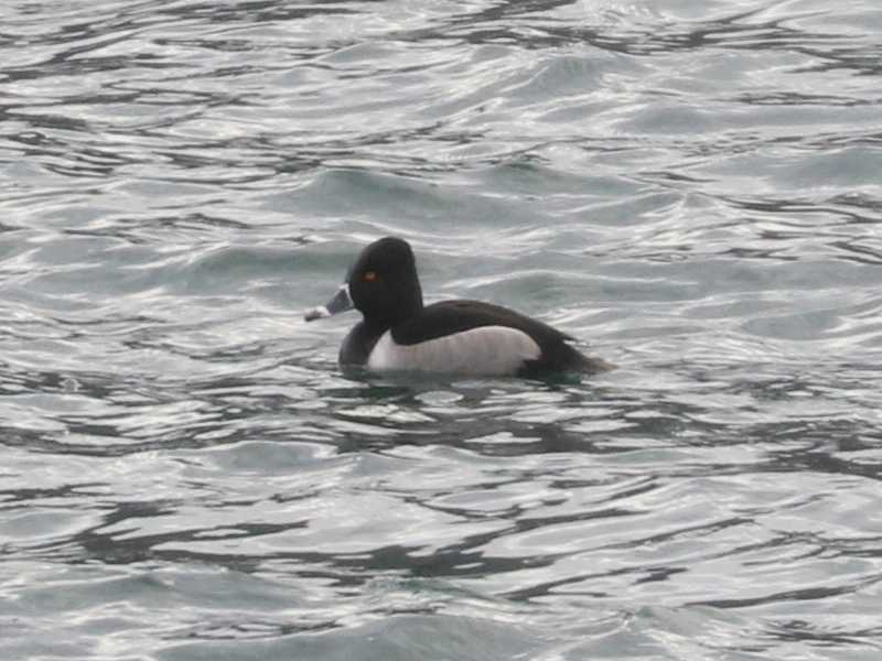 Mystery bird to be identified