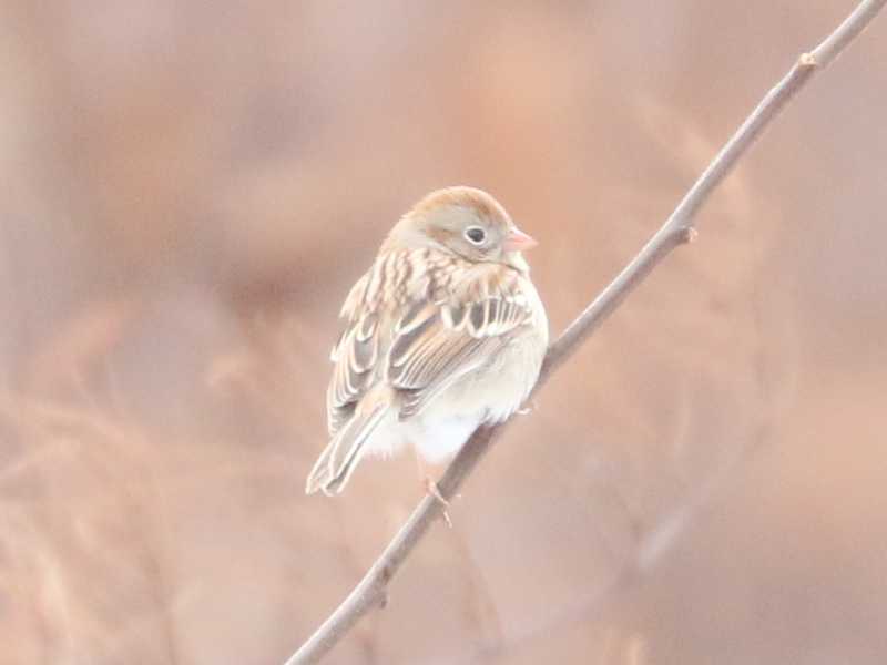 Mystery bird to be identified