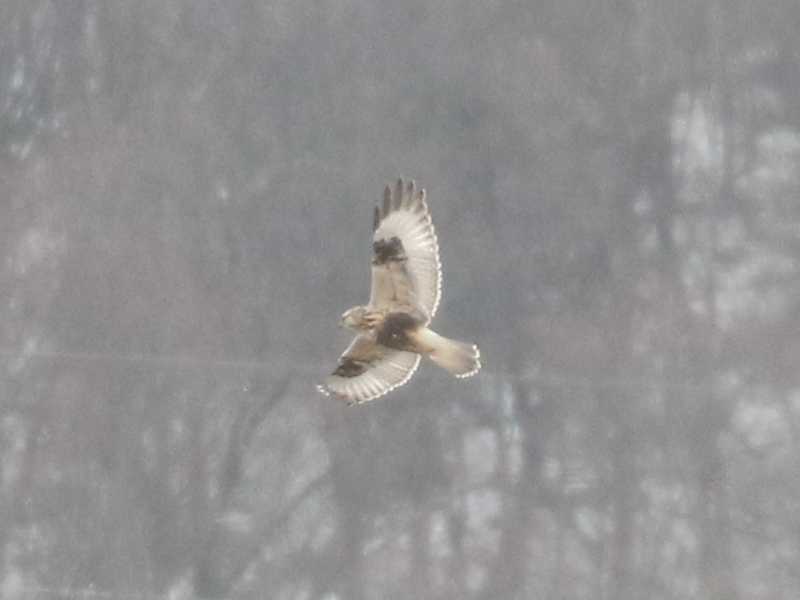 Mystery bird to be identified