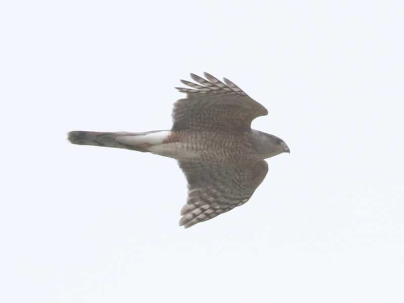 Mystery bird to be identified