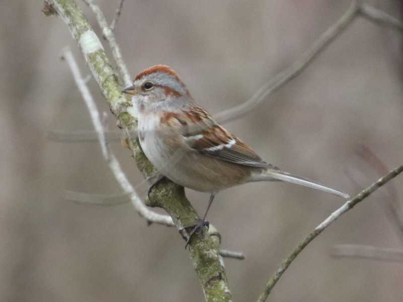 Mystery bird to be identified