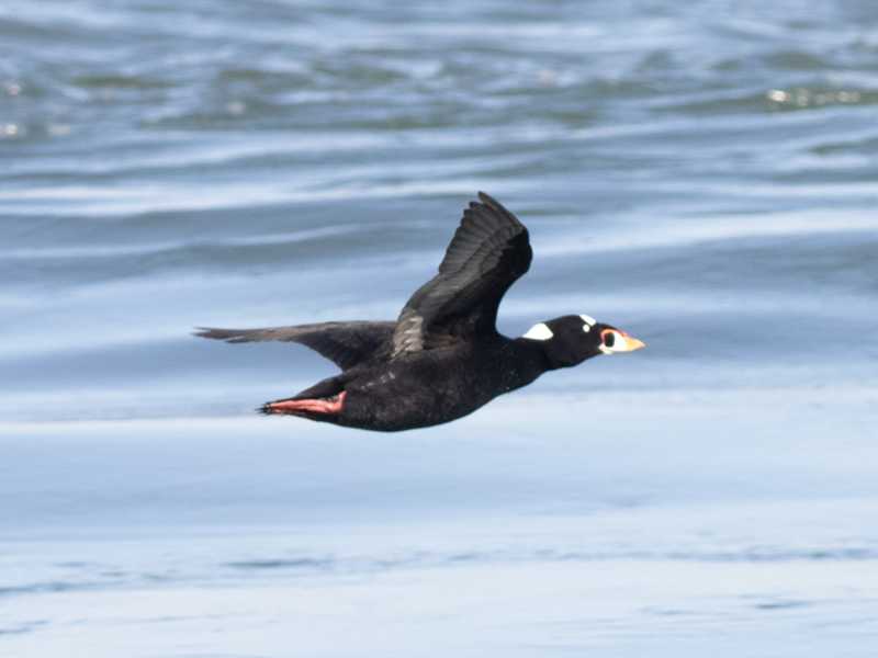 Mystery bird to be identified