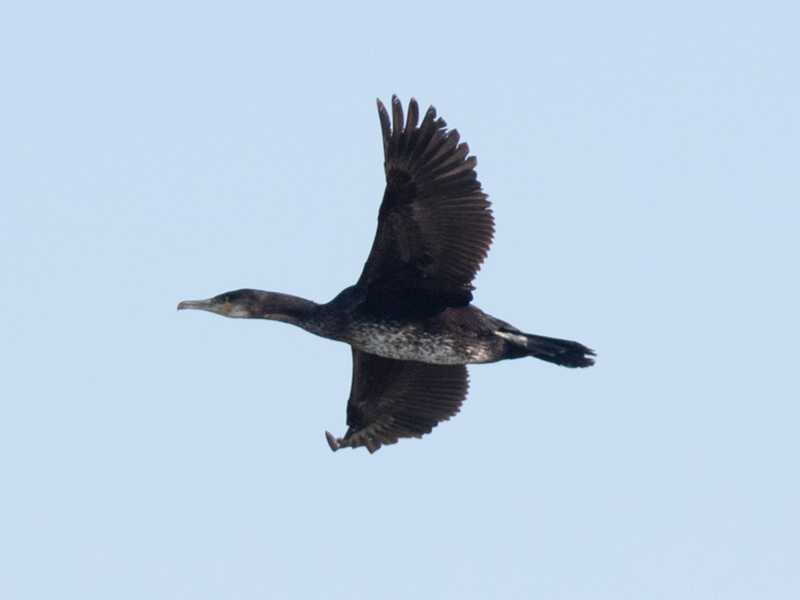 Mystery bird to be identified