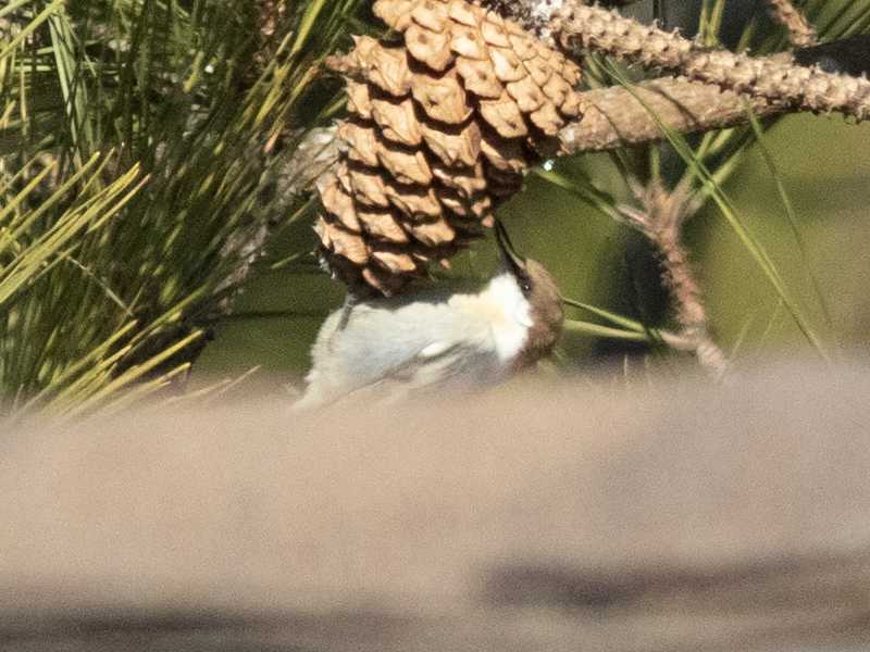 Mystery bird to be identified