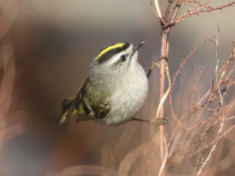 Mystery bird to be identified