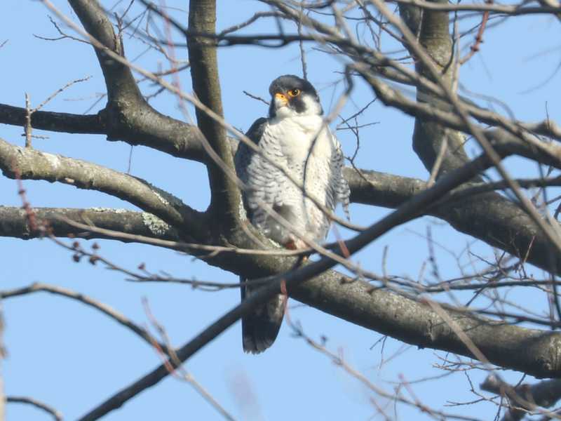 Mystery bird to be identified