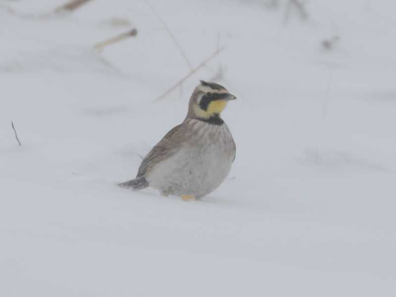 Mystery bird to be identified