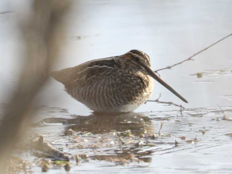 Mystery bird to be identified