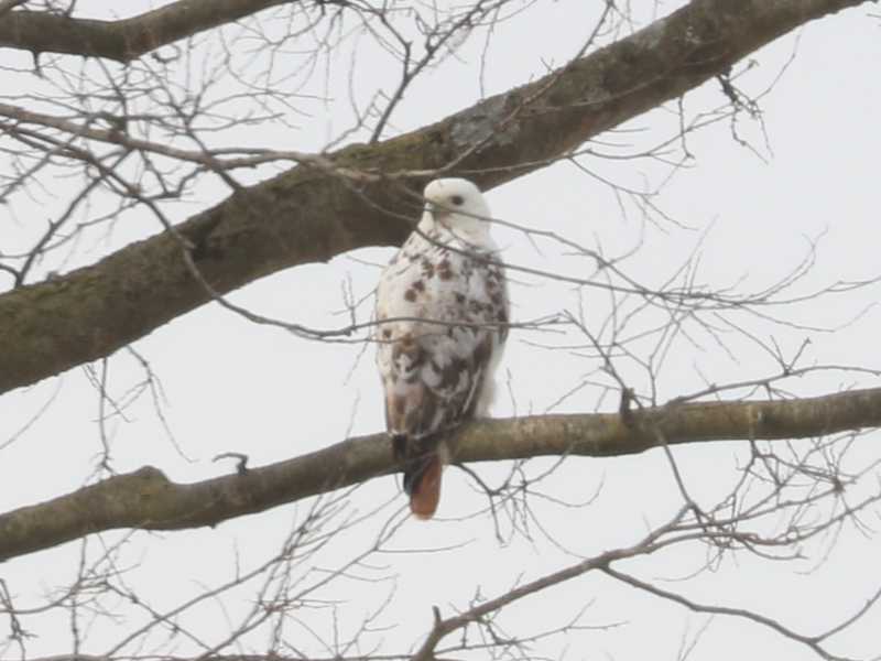 Mystery bird to be identified