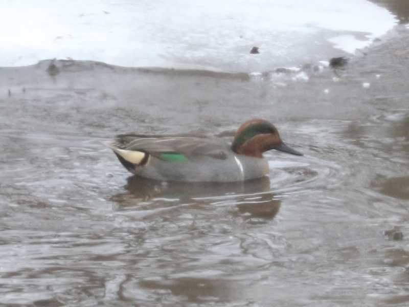 Mystery bird to be identified