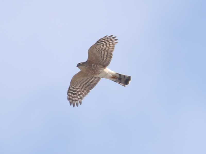 Mystery bird to be identified