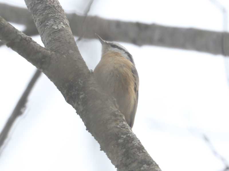 Mystery bird to be identified