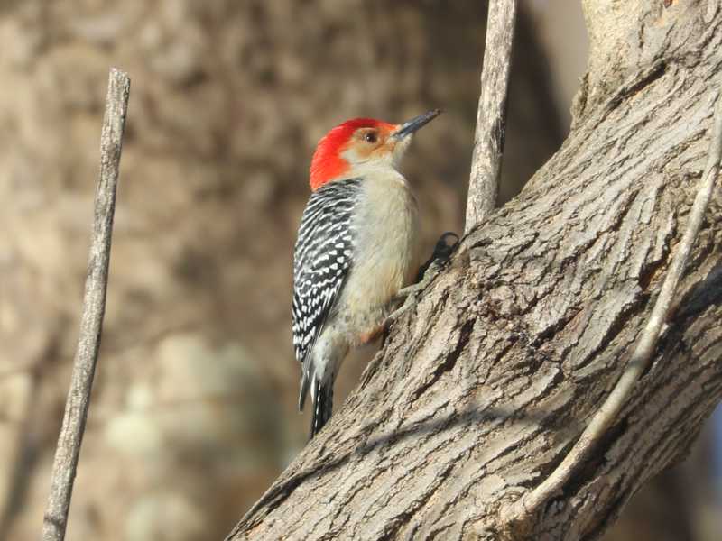 Mystery bird to be identified