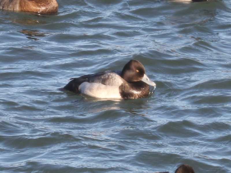 Mystery bird to be identified