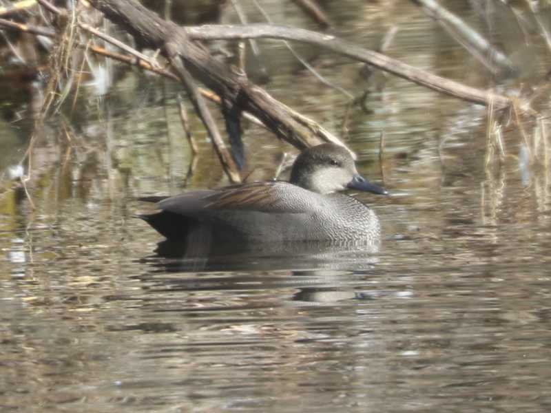 Mystery bird to be identified