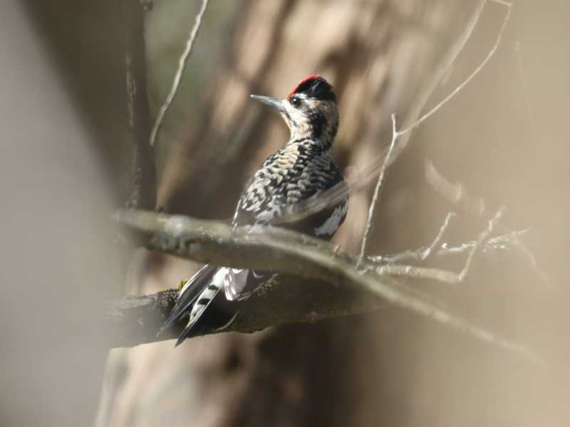 Mystery bird to be identified