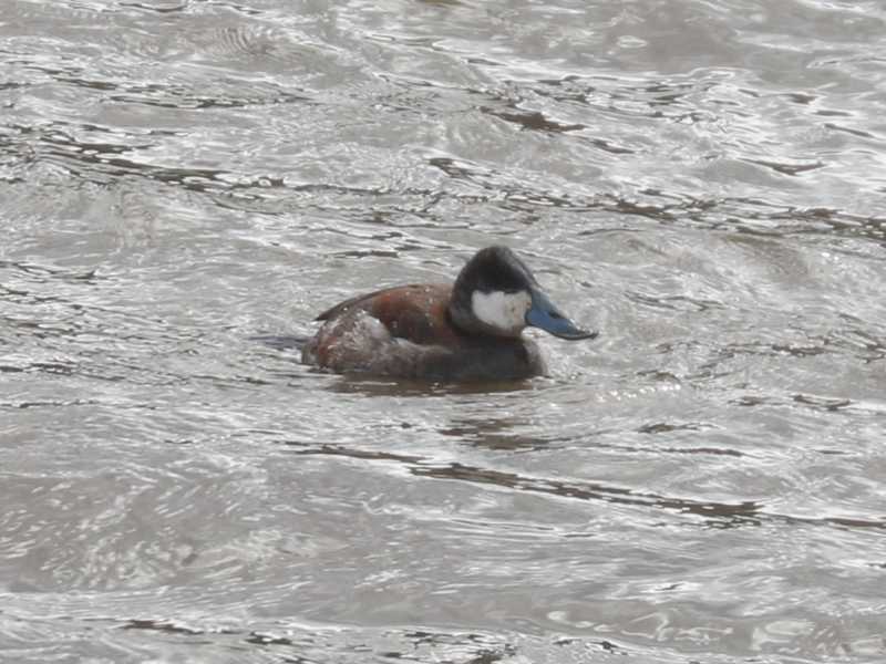 Mystery bird to be identified