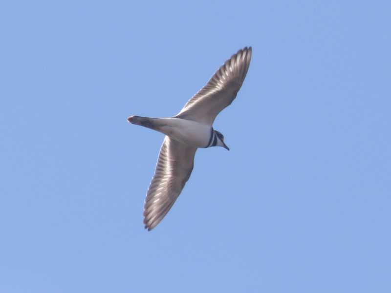 Mystery bird to be identified