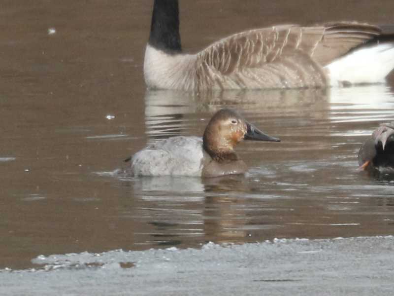 Mystery bird to be identified