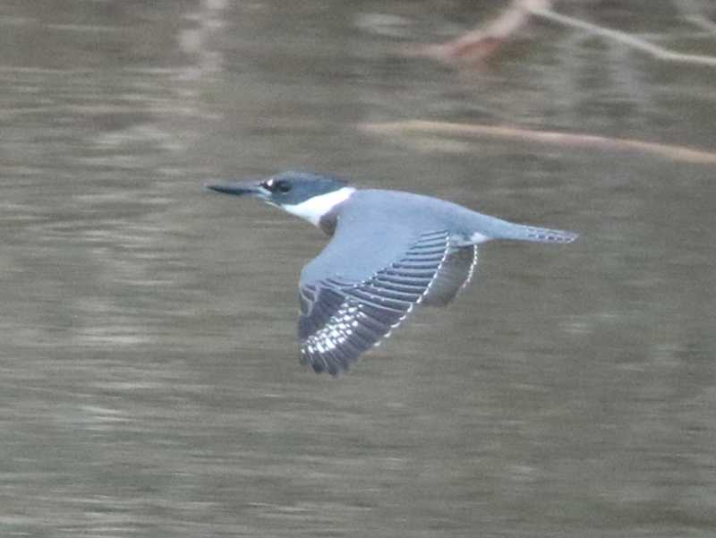 Mystery bird to be identified