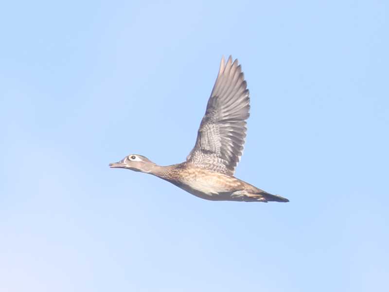 Mystery bird to be identified