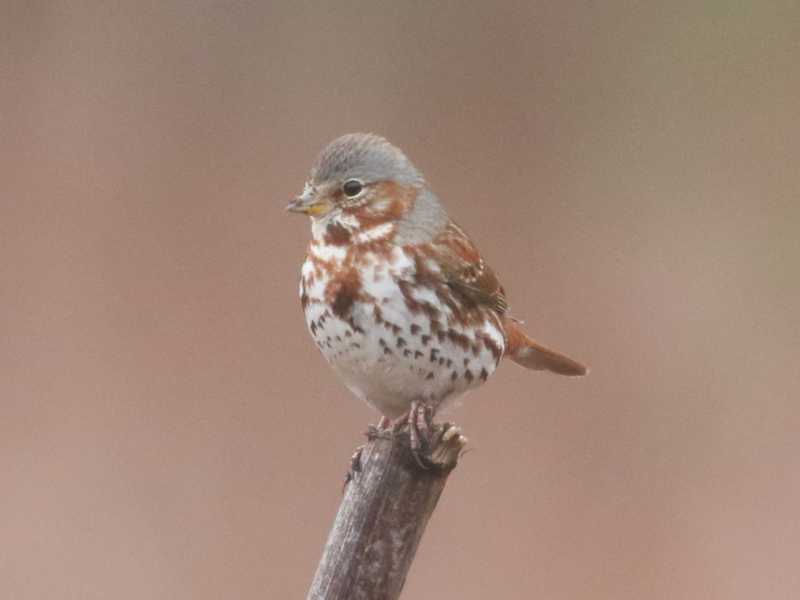 Mystery bird to be identified