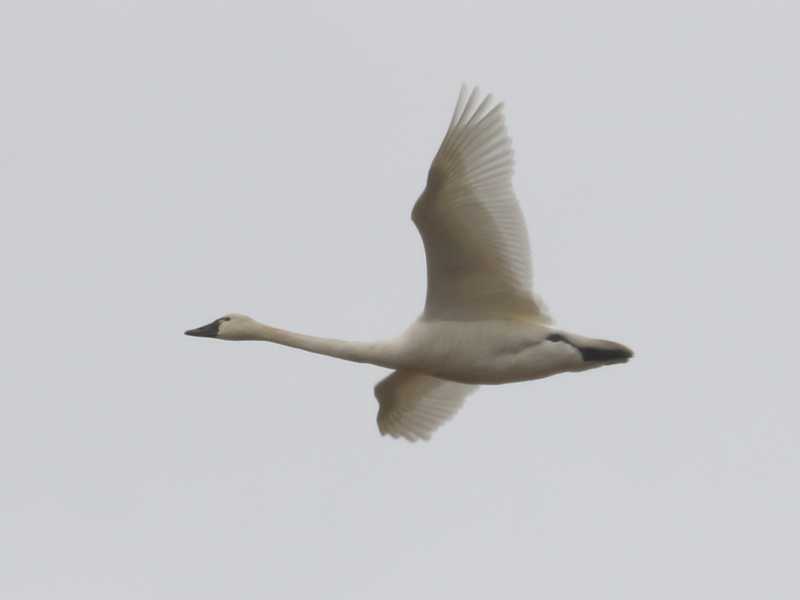Mystery bird to be identified