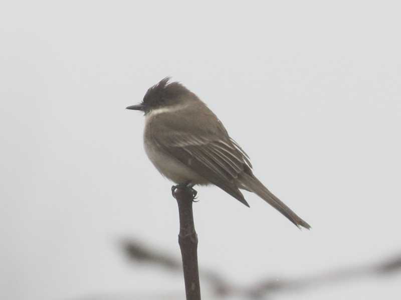 Mystery bird to be identified