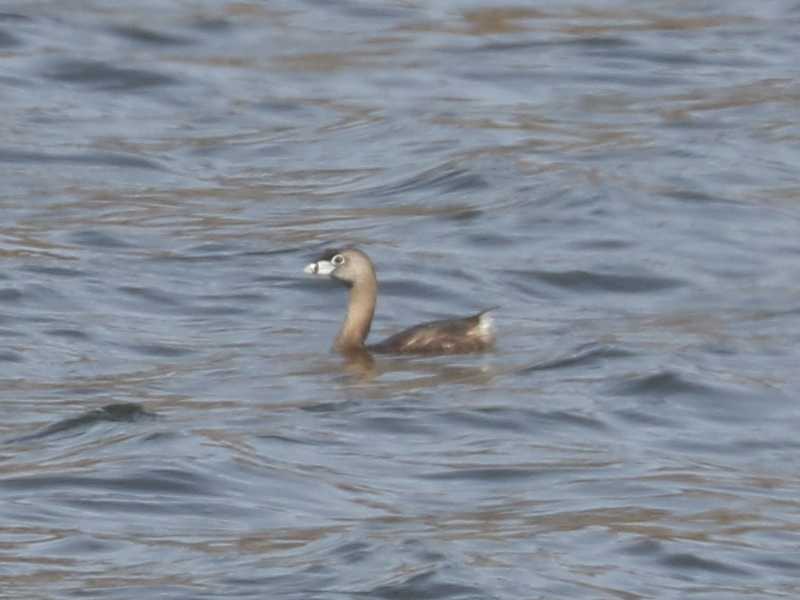 Mystery bird to be identified