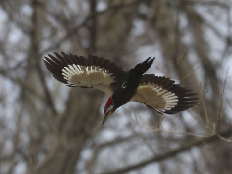 Mystery bird to be identified