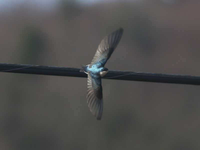 Mystery bird to be identified