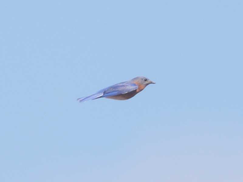 Mystery bird to be identified