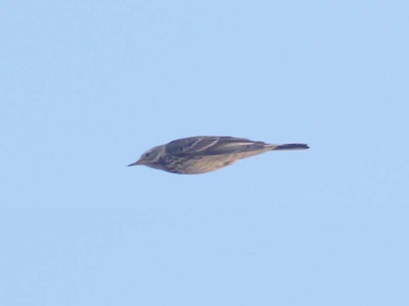 Mystery bird to be identified