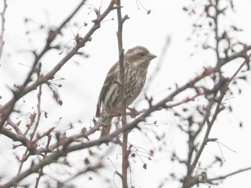 Mystery bird to be identified