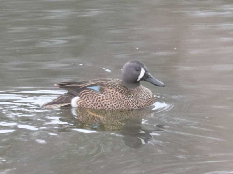Mystery bird to be identified