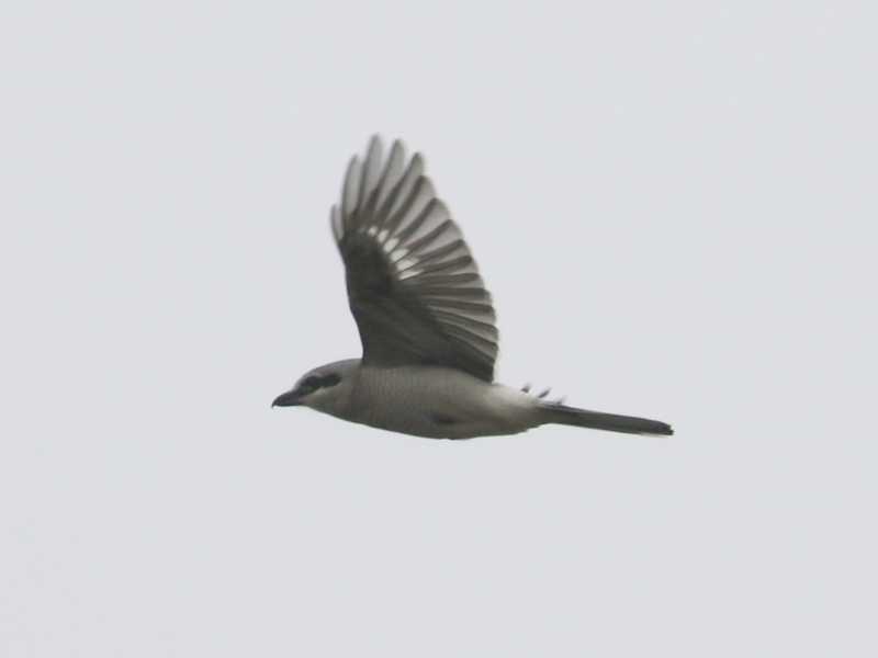 Mystery bird to be identified