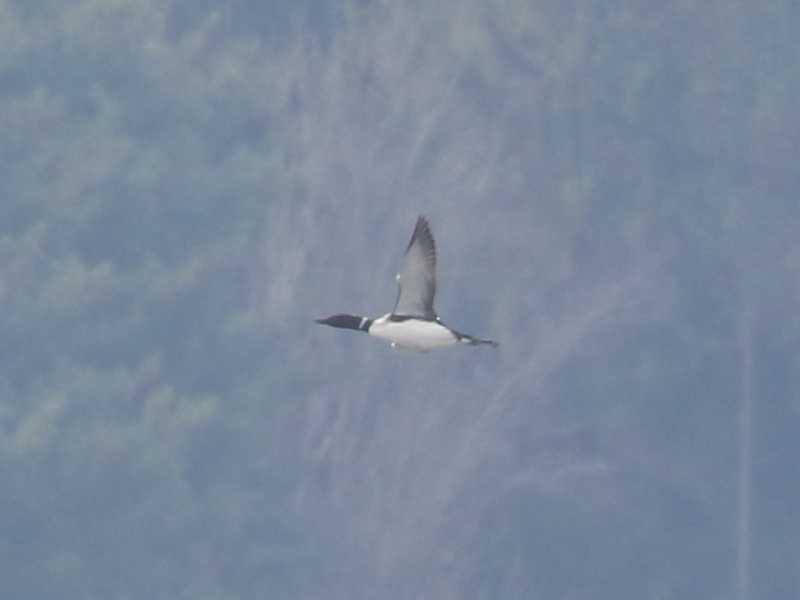 Mystery bird to be identified