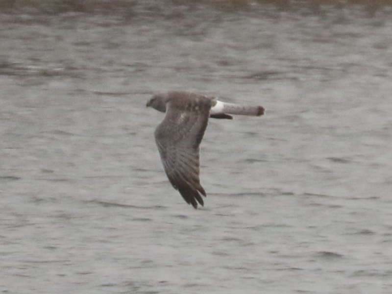 Mystery bird to be identified