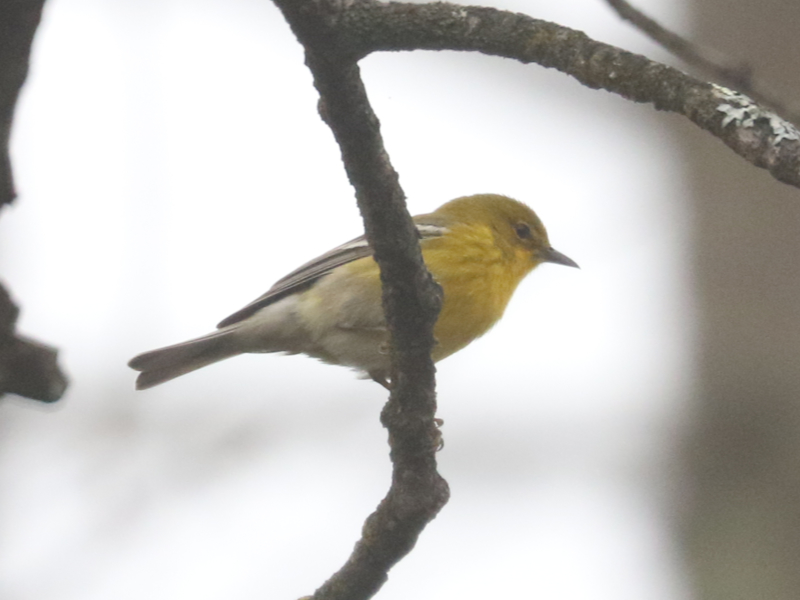 Mystery bird to be identified