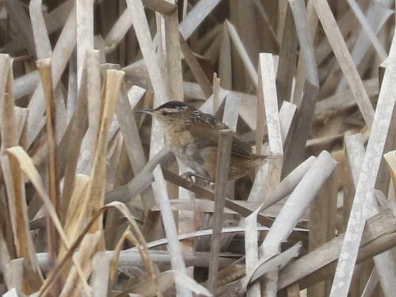 Mystery bird to be identified