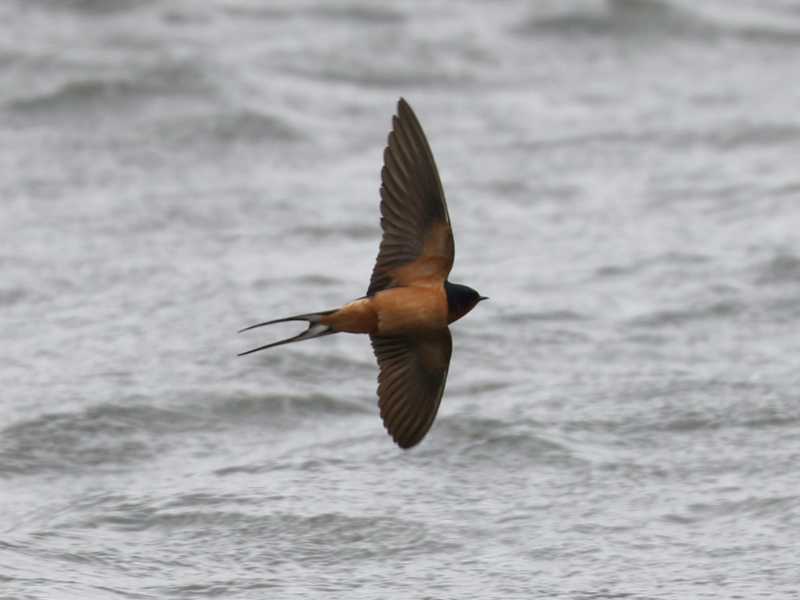 Mystery bird to be identified