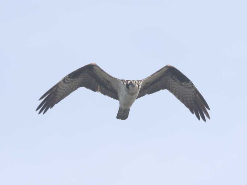 Mystery bird to be identified